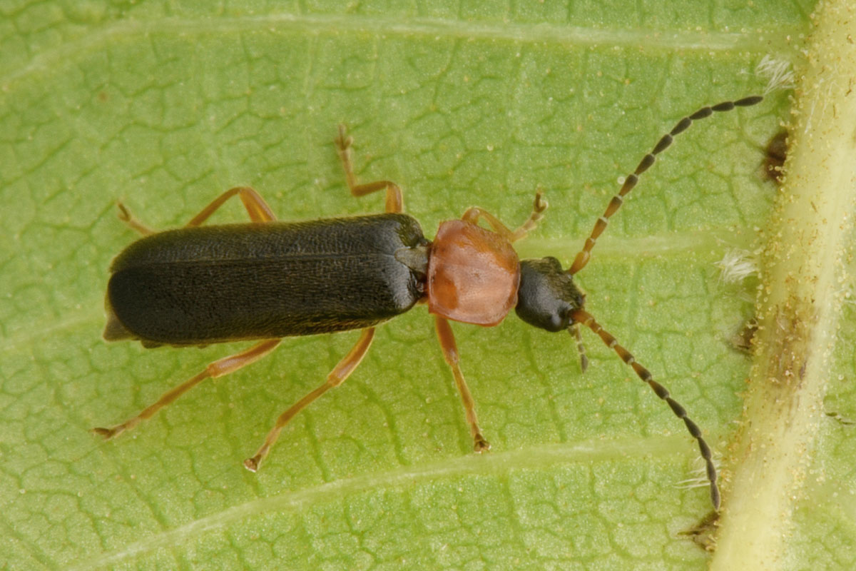 Cantharidae: Cratosilis sicula